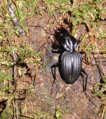 Kupeplatynus lucifugus