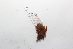 Ptychostomum creberrimum