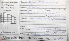 Ptychostomum creberrimum
