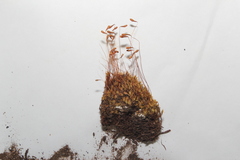 Ptychostomum creberrimum