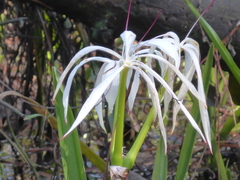 Crinum americanum