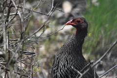 Pternistis afer castaneiventer
