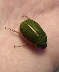 Stethaspis suturalis