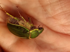 Stethaspis suturalis