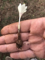 Zephyranthes americana