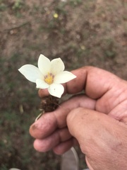 Zephyranthes americana