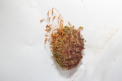Ptychostomum creberrimum