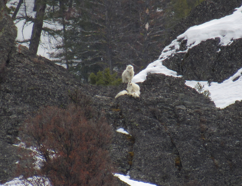 Mountain Goat photographed in Idaho