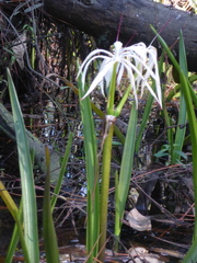 Crinum americanum