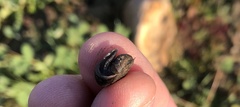 Gastropoda