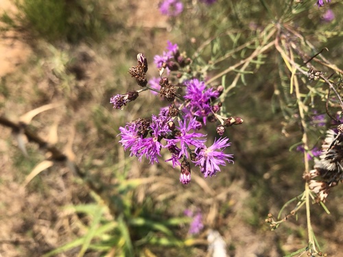 Vernonanthura nudiflora