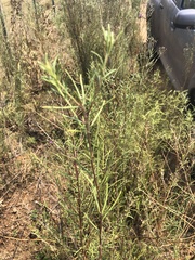 Vernonanthura nudiflora