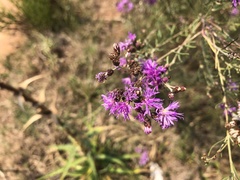 Vernonanthura nudiflora
