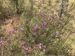 Vernonanthura nudiflora