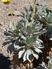 Enceliopsis covillei