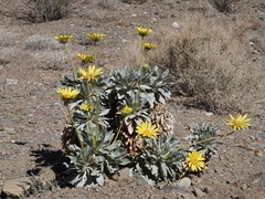 Enceliopsis covillei