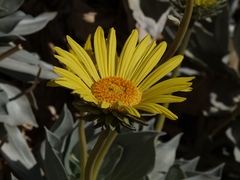 Enceliopsis covillei