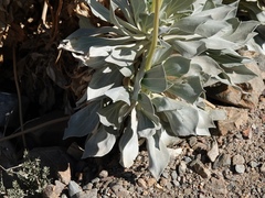 Enceliopsis covillei
