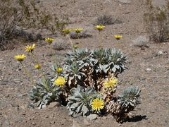 Enceliopsis covillei
