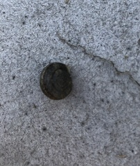 Gastropoda