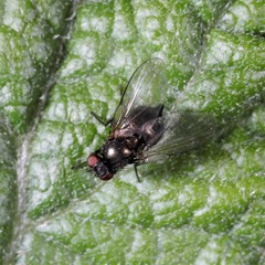 Melanagromyza lappae