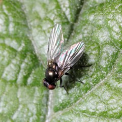 Melanagromyza lappae