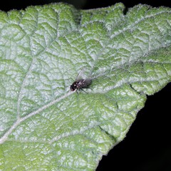 Melanagromyza lappae