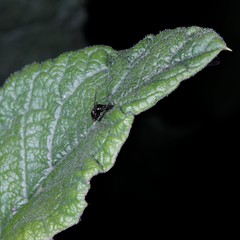 Melanagromyza lappae