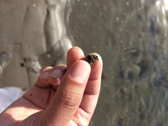 Clibanarius antillensis