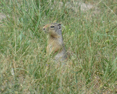 Urocitellus columbianus