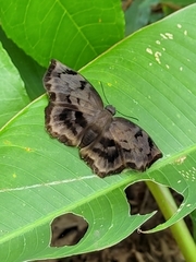 Achlyodes busirus heros