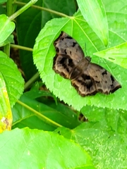 Achlyodes busirus heros