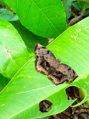 Achlyodes busirus heros