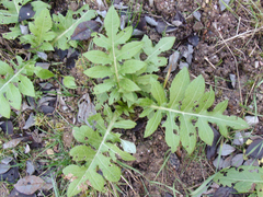 Cirsium oleraceum