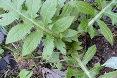 Cirsium oleraceum