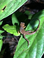 Gelanesaurus flavogularis