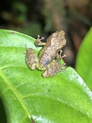 Pristimantis diadematus