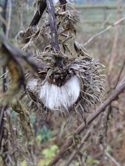 Cirsium eriophorum