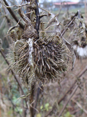 Cirsium eriophorum