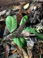 Gelanesaurus flavogularis