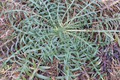 Cirsium eriophorum