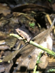Rhinella festae
