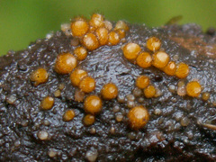 Cheilymenia stercorea