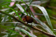 Cyphorhinus phaeocephalus