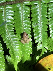 Pristimantis incomptus