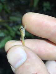 Pristimantis incomptus