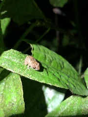 Pristimantis incomptus