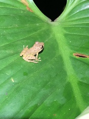 Pristimantis diadematus