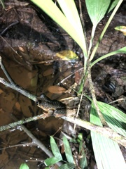 Osteocephalus verruciger