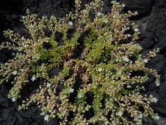 Spergularia azorica